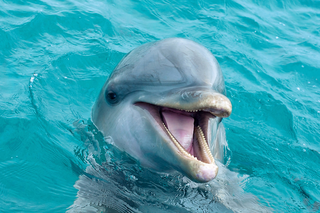 É por esse motivo que jamais devemos tentar devolver um golfinho encalhado para o mar