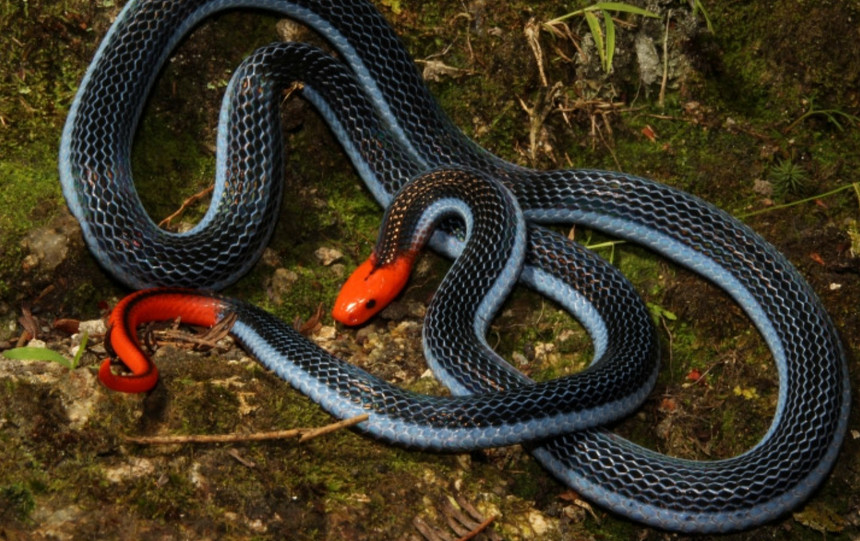 Cobra azul???? Existe ????