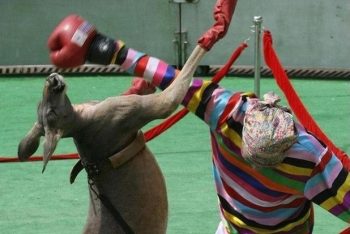 7 reality shows mais estranhos de todos os tempos