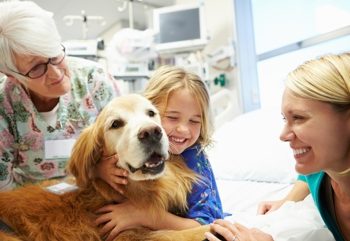 7 transtornos psicológicos que também afetam os animais