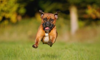 7 animais que surpreendentemente já foram usados como ‘cães de guarda’