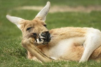 7 coisas que você usa e nem imagina que vieram da Austrália