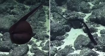 Criatura misteriosa foi registrada e deixou cientistas intrigados