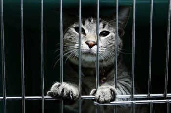 7 gatos que foram responsabilizados por crimes