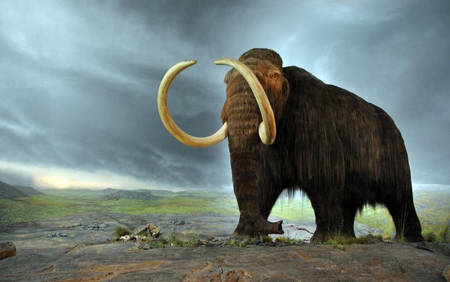 7 animais supostamente extintos flagrados em câmeras