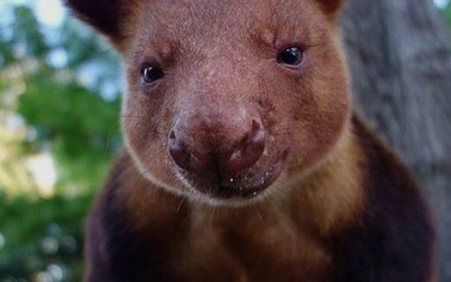 Esses animais não eram vistos na vida selvagem desde 1928