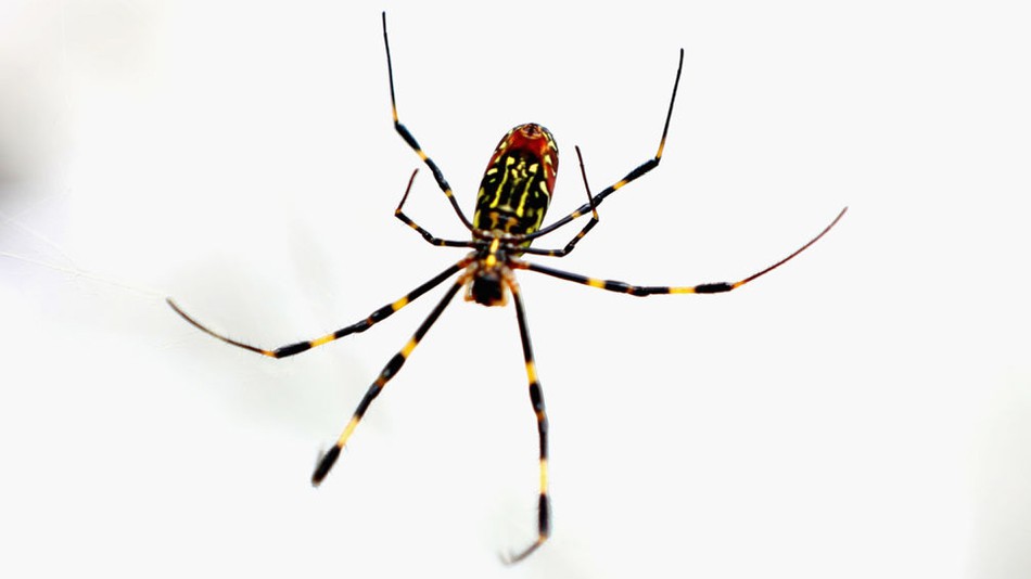 Entenda como um homem colocou fogo em casa tentando matar uma aranha