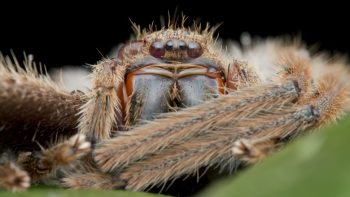 7 maiores aranhas que existem no mundo
