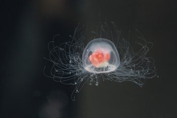 7 animais mais antigos já encontrados vivos