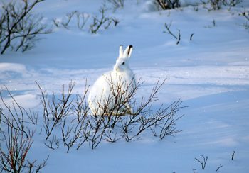 7 animais que podem sobreviver em condições climáticas surreais