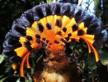 7 animais extremamente raros que parecem de outro mundo
