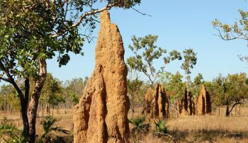 Cupinzeiro de mais de 4 mil anos é descoberto no Brasil e pode ser visto do espaço