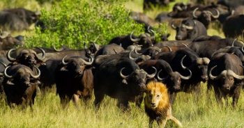 7 animais que incrivelmente salvaram outros animais