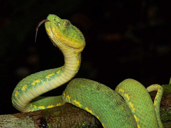 Afinal, a cobra-verde é ou não venenosa? - Geral - Cassilândia