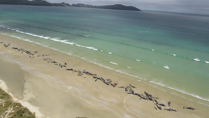 145 baleias mortas em ilha da Nova Zelândia deixaram especialistas assustados