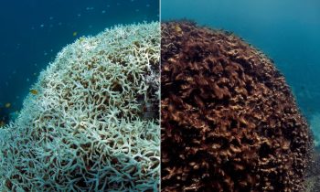 Entenda porque uma parte do fundo do mar está se dissolvendo