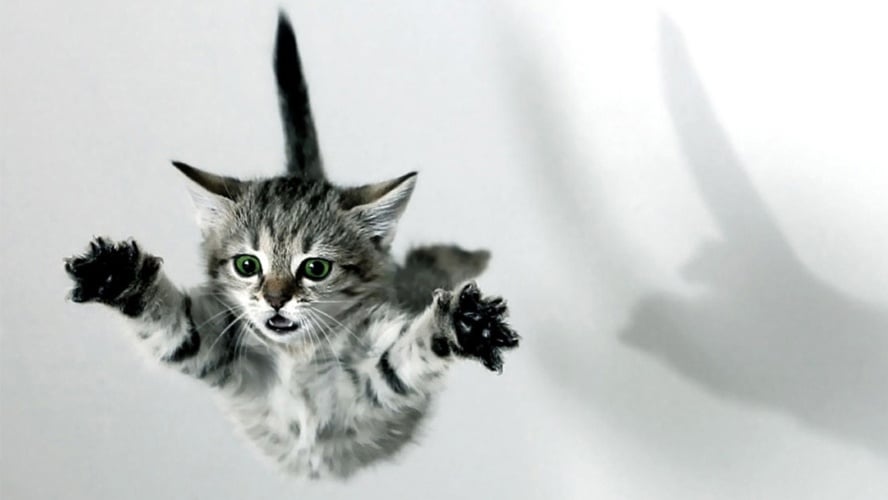 7 síndromes estranhas que felizmente afetam apenas os animais