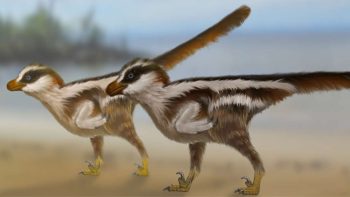 Pegadas do menor dinossauro do mundo foram encontradas e têm menos de 1 cm
