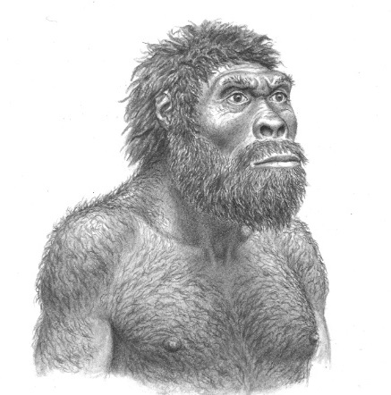 1 191 POR QUE OS HUMANOS PERDERAM OS PELOS COM A EVOLUÇÃO? 1 191