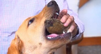 Um cachorro muito inteligente encontrou um fóssil de 13 mil anos de idade