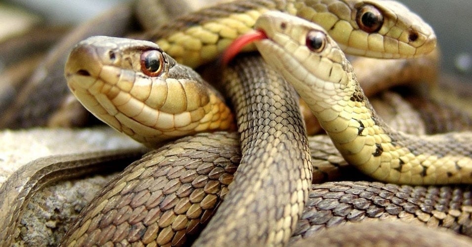 Pesquisadores encontram nova espécie de cobra dentro do estômago de outra