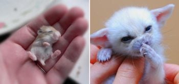 Tente acertar qual animal é esse vendo apenas seu filhote [Quiz]