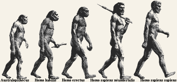 2 1 POR QUE OS HUMANOS PERDERAM OS PELOS COM A EVOLUÇÃO? 2 1