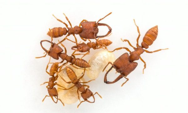 2 160 e1545252088789 Conheça o animal com o movimento mais rápido do mundo 2 160 e1545252088789