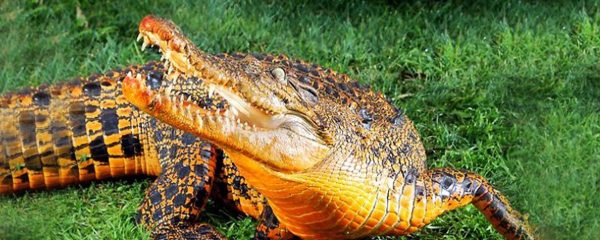 2 179 Crocodilos que vivem nessa caverna surpreendentemente estão evoluindo 2 179