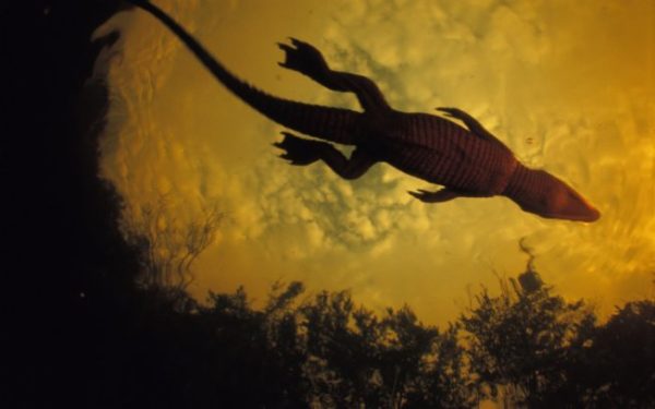 3 137 Crocodilos que vivem nessa caverna surpreendentemente estão evoluindo 3 137