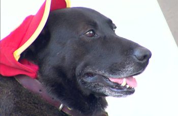 Conheça a história de Negão, o cão que era funcionário de um posto de gasolina