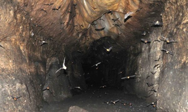 4 115 Crocodilos que vivem nessa caverna surpreendentemente estão evoluindo 4 115