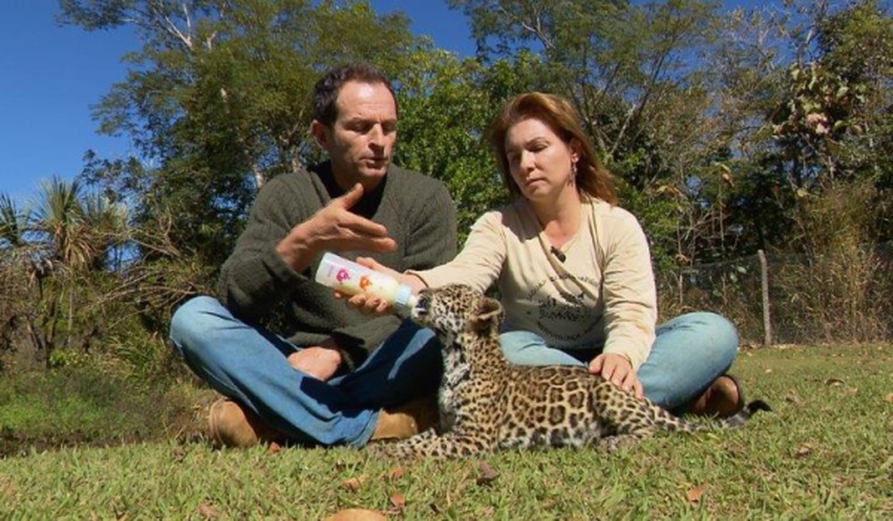 Conheça o lugar onde humanos e onças dividem o mesmo espaço