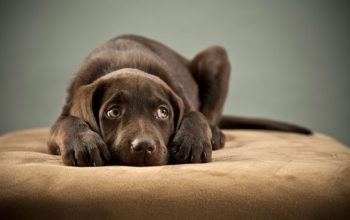 Assim você pode proteger seus cachorros dos fogos de fim de ano