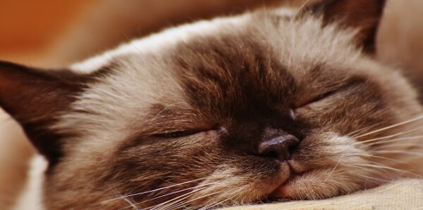 0 21 POR QUE GATOS ADORAM DORMIR EM CIMA DE SEUS DONOS? 0 21
