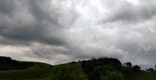 0000 13 A ESPANTOSA ''CHUVA DE ARANHAS'' QUE ACONTECEU EM MINAS GERAIS 0000 13