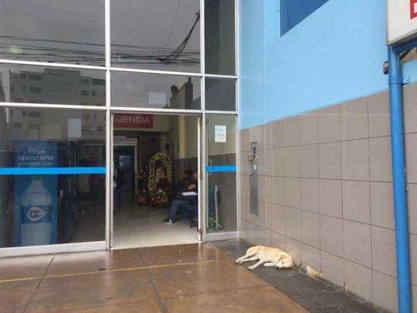 1 11 Cachorro espera seu dono na porta de hospital durante 3 dias, mas ele nunca voltou 1 11