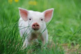 1 209 7 coisas que você precisa saber antes de ter alguns desses animais 1 209