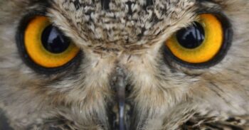 7 animais que caçavam nossos antepassados