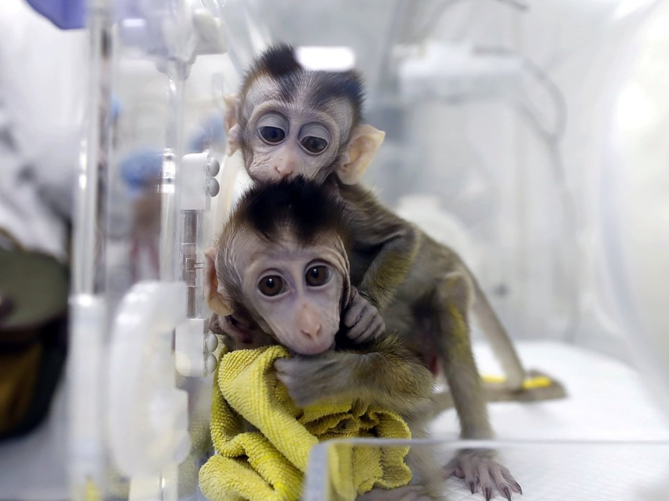 Cientistas chineses criaram 5 macacos idênticos, clonados e com DNA modificado