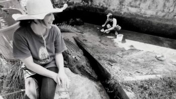 Um crocodilo de 5 metros matou a mulher que o alimentava