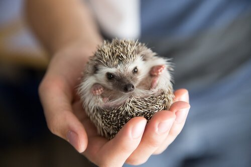 5 90 7 coisas que você precisa saber antes de ter alguns desses animais 5 90