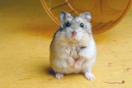 7 85 7 coisas que você precisa saber antes de ter alguns desses animais 7 85