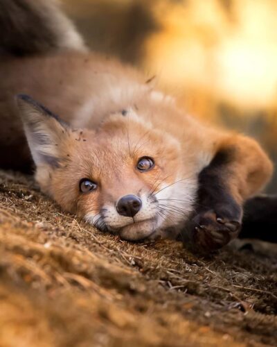 FINNISH PHOTOGRAPHER PROVES FAIRY FORESTS ARE REAL IN FINLAND 5c067e65d8d15 880 23 IMAGENS QUE MOSTRAM QUE A FINLÂNDIA FOI TIRADA DE UM CONTO DE FADAS FINNISH PHOTOGRAPHER PROVES FAIRY FORESTS ARE REAL IN FINLAND 5c067e65d8d15 880