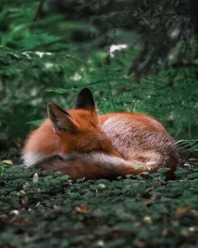 FINNISH PHOTOGRAPHER PROVES FAIRY FORESTS ARE REAL IN FINLAND 5c067e6a53624 880 23 IMAGENS QUE MOSTRAM QUE A FINLÂNDIA FOI TIRADA DE UM CONTO DE FADAS FINNISH PHOTOGRAPHER PROVES FAIRY FORESTS ARE REAL IN FINLAND 5c067e6a53624 880