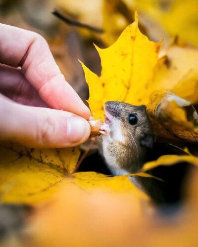 FINNISH PHOTOGRAPHER PROVES FAIRY FORESTS ARE REAL IN FINLAND 5c067e6c52e0a 880 23 IMAGENS QUE MOSTRAM QUE A FINLÂNDIA FOI TIRADA DE UM CONTO DE FADAS FINNISH PHOTOGRAPHER PROVES FAIRY FORESTS ARE REAL IN FINLAND 5c067e6c52e0a 880
