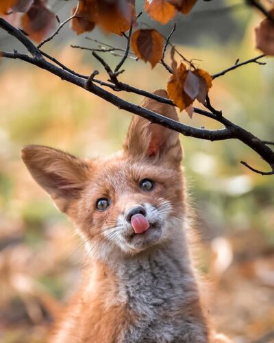 FINNISH PHOTOGRAPHER PROVES FAIRY FORESTS ARE REAL IN FINLAND 5c067e7239ab8 880 23 IMAGENS QUE MOSTRAM QUE A FINLÂNDIA FOI TIRADA DE UM CONTO DE FADAS FINNISH PHOTOGRAPHER PROVES FAIRY FORESTS ARE REAL IN FINLAND 5c067e7239ab8 880