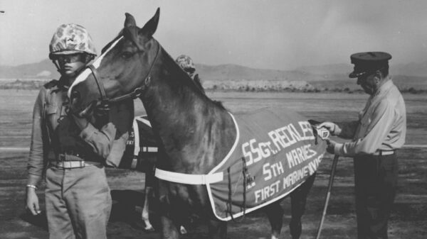 a beer drinking horse became a sergeant 1547144694 7 COISAS BIZARRAS QUE NUNCA TE CONTARAM SOBRE A GUERRA DA COREIA a beer drinking horse became a sergeant 1547144694