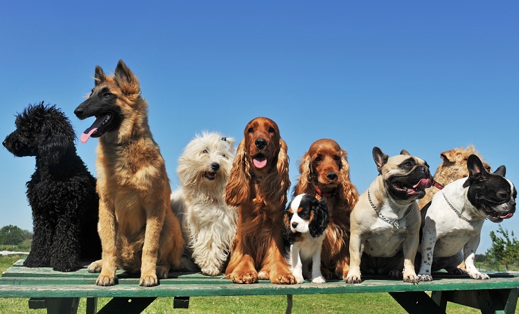 45 cachorros foram adotados e a felicidade deles é impagável