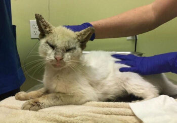 Gato maltratado e abandonado abre os olhos pela primeira vez depois de meses